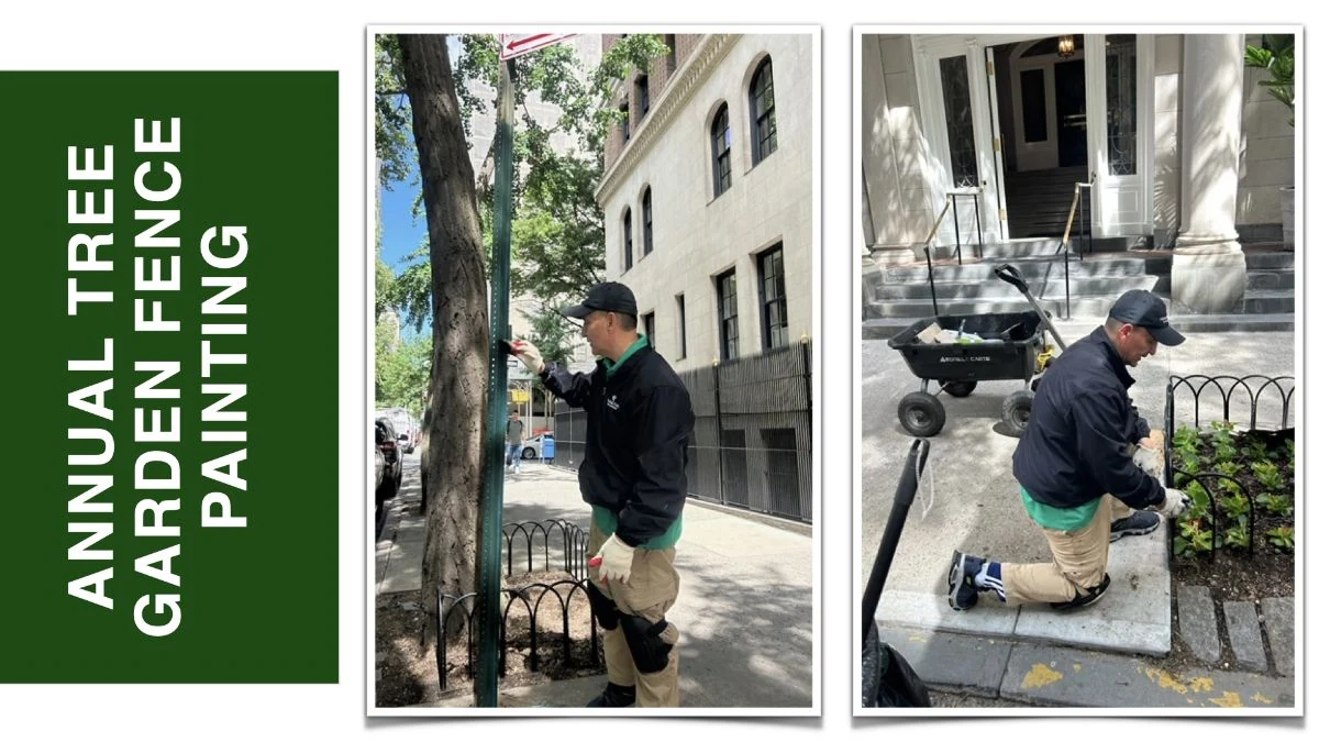 A labeled two-photo collage shows workers painting tree-garden fences.
