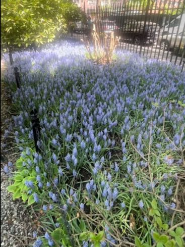 Purple flowers beneath trees near the Park fence.