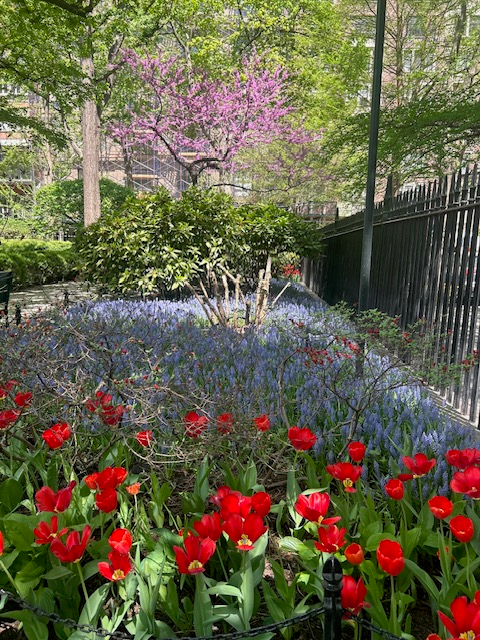 Red tulips and purple flowers beneath flowering trees.