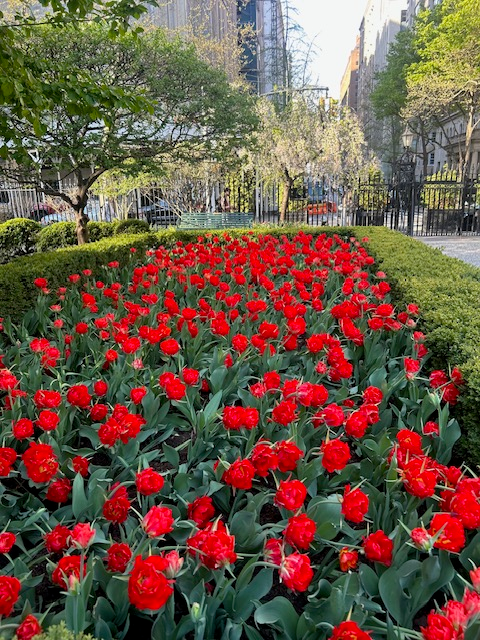 Red tulips filling a central bed in Gramercy Park.