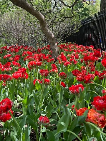 A curved tree trunk above a bed of red tulips.