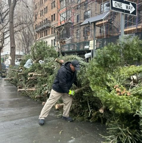 A worker moves a discarded Christmas tree toward a stack of trees on the sidewalk.
