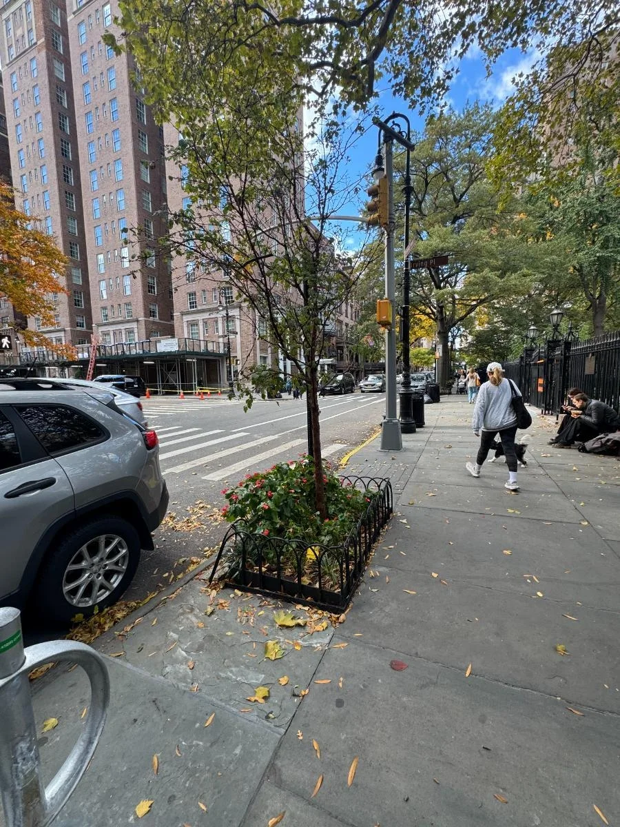 Paperbark maple, tree 47, photographed for the Bartlett inventory — view 1.