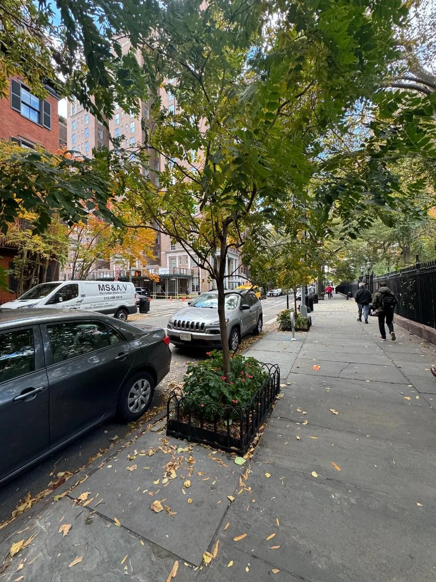 Goldenrain tree, tree 48, photographed for the Bartlett inventory — view 1.