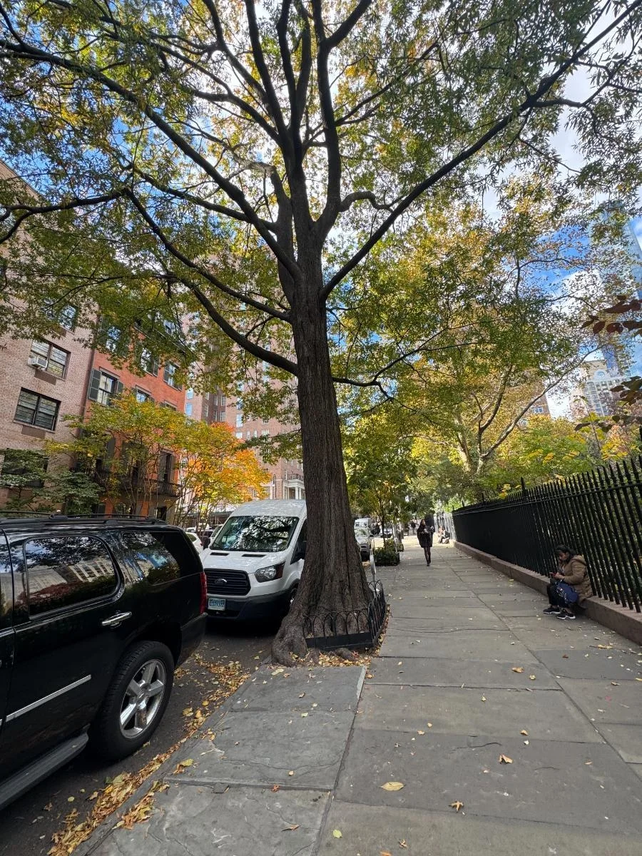 Willow oak, tree 49, photographed for the Bartlett inventory — view 1.