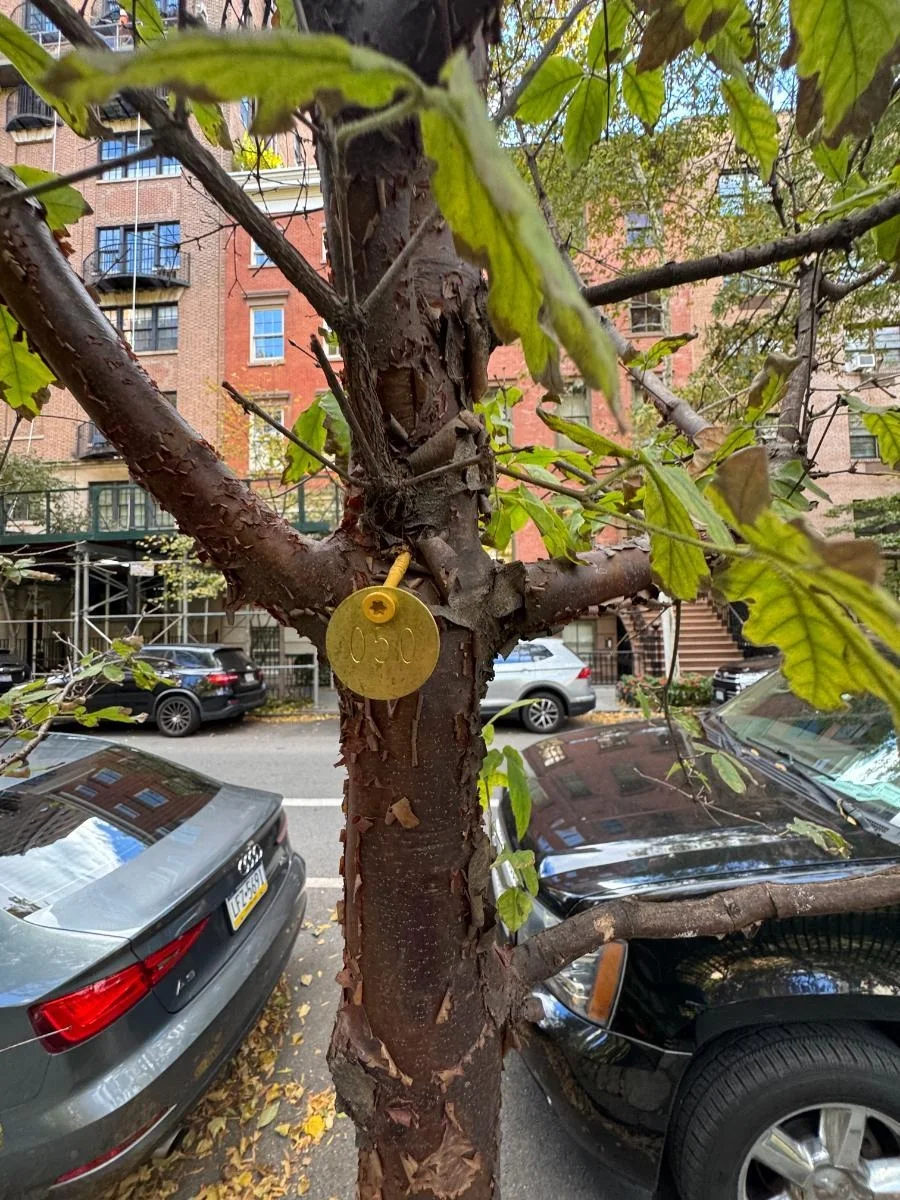 Paperbark maple, tree 50, photographed for the Bartlett inventory — view 3.