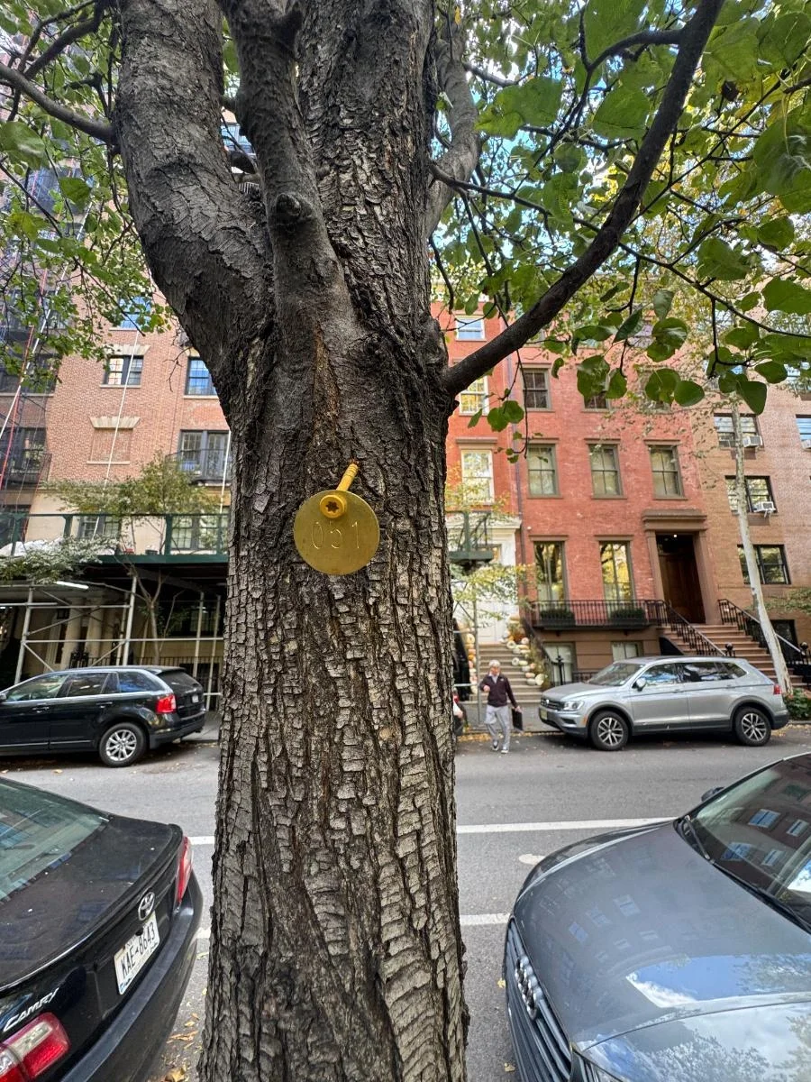 Callery pear, tree 51, photographed for the Bartlett inventory — view 3.