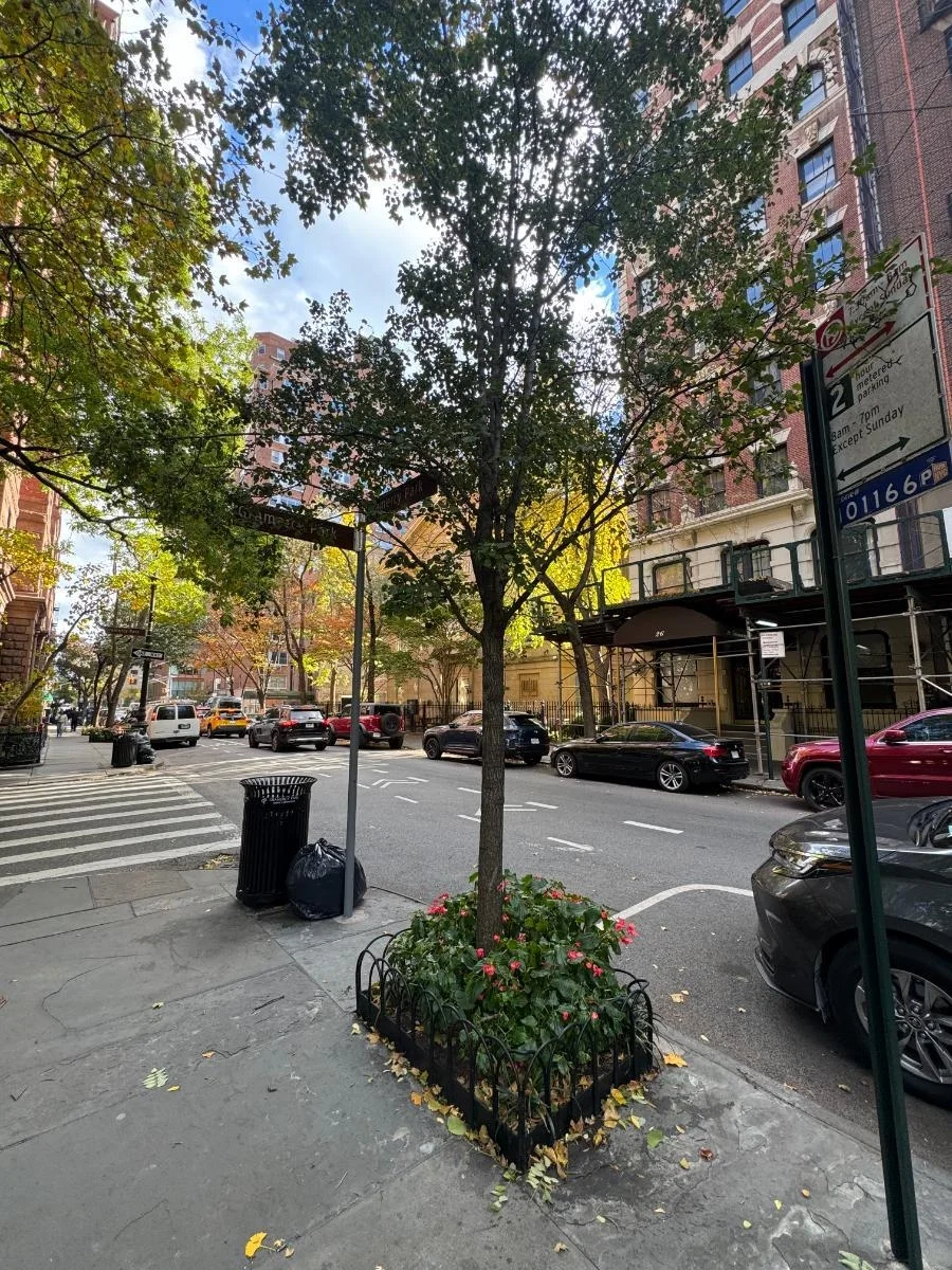 Callery pear, tree 54, photographed for the Bartlett inventory — view 2.
