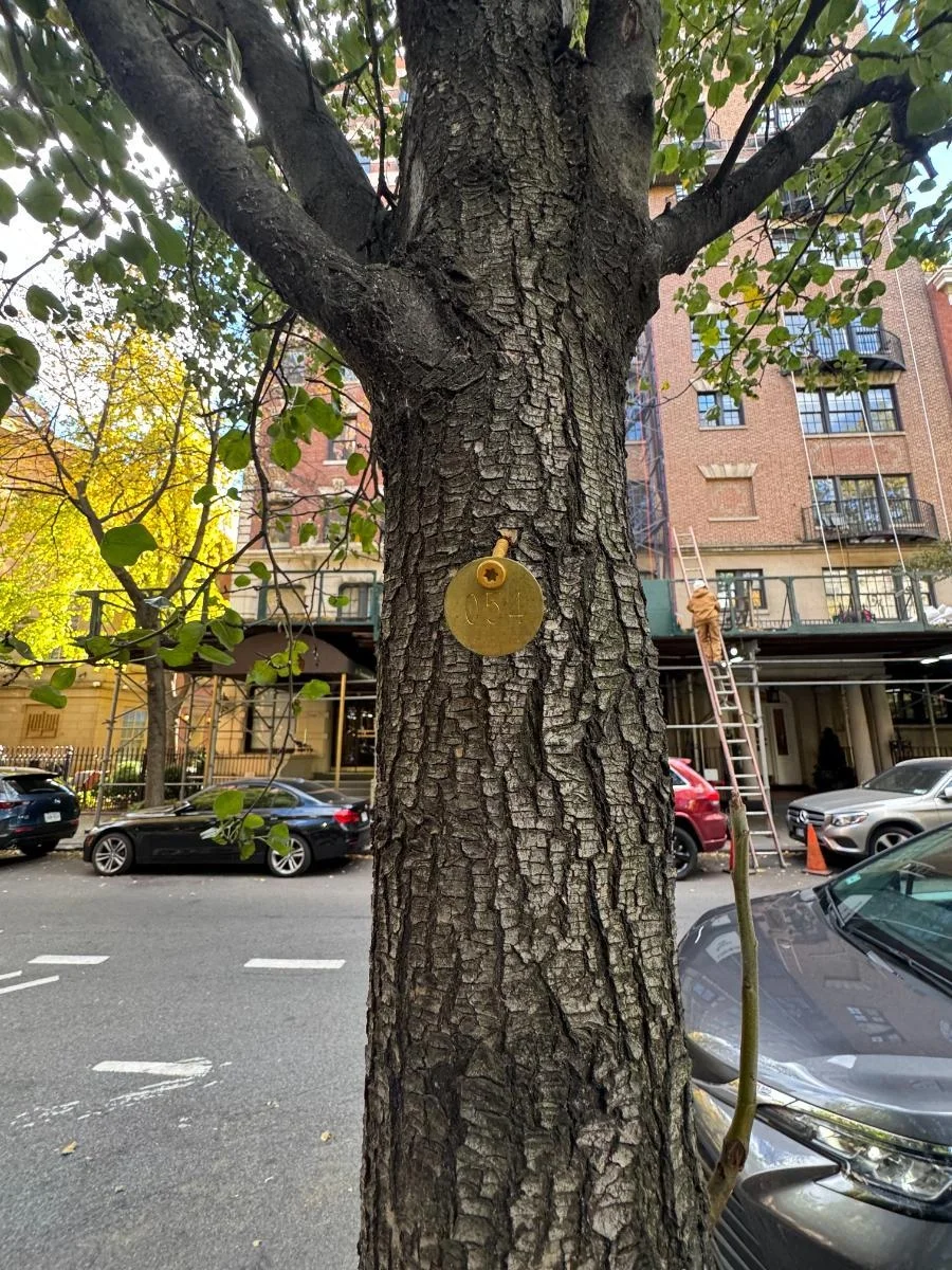 Callery pear, tree 54, photographed for the Bartlett inventory — view 3.