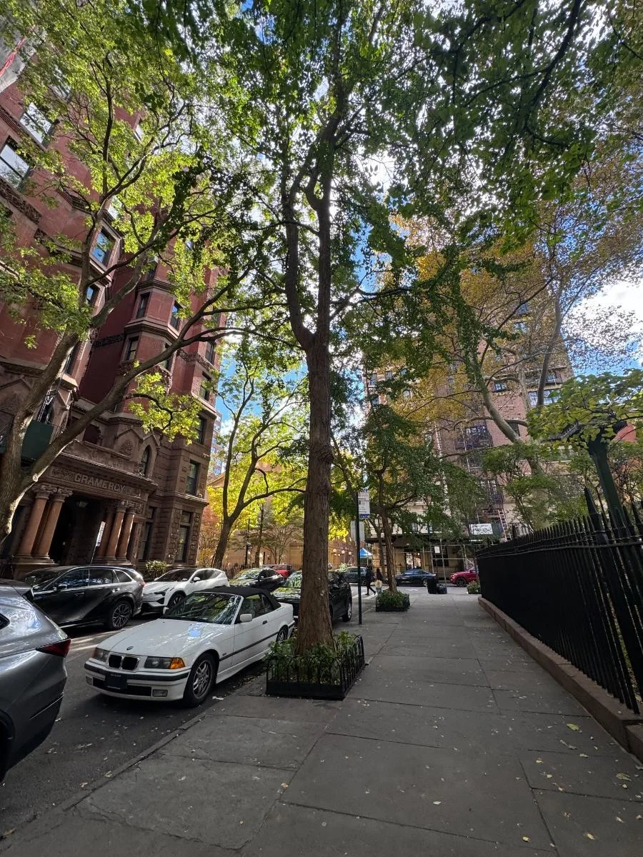 Ginkgo, tree 56, photographed for the Bartlett inventory — view 1.