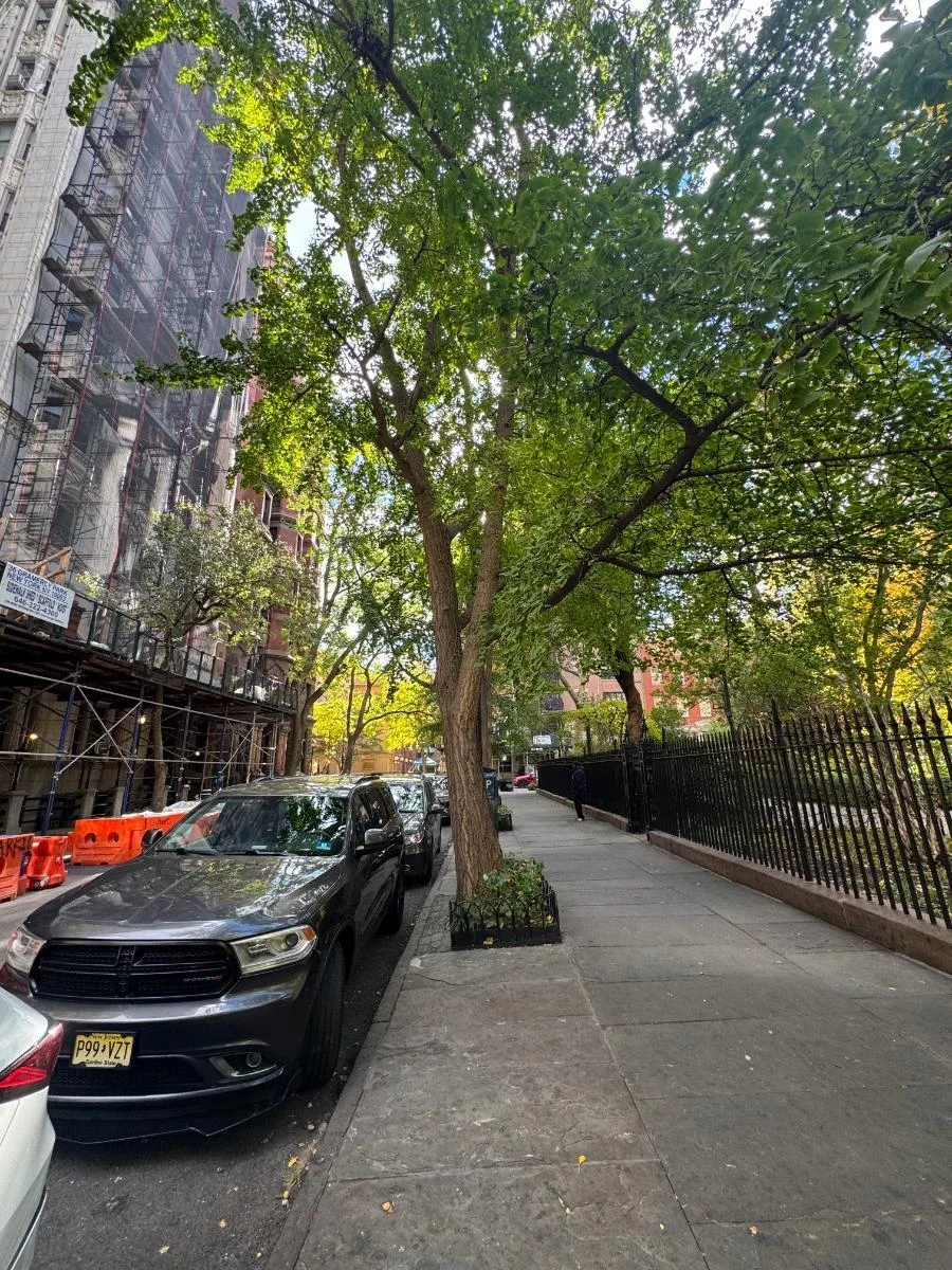 Ginkgo, tree 58, photographed for the Bartlett inventory — view 1.
