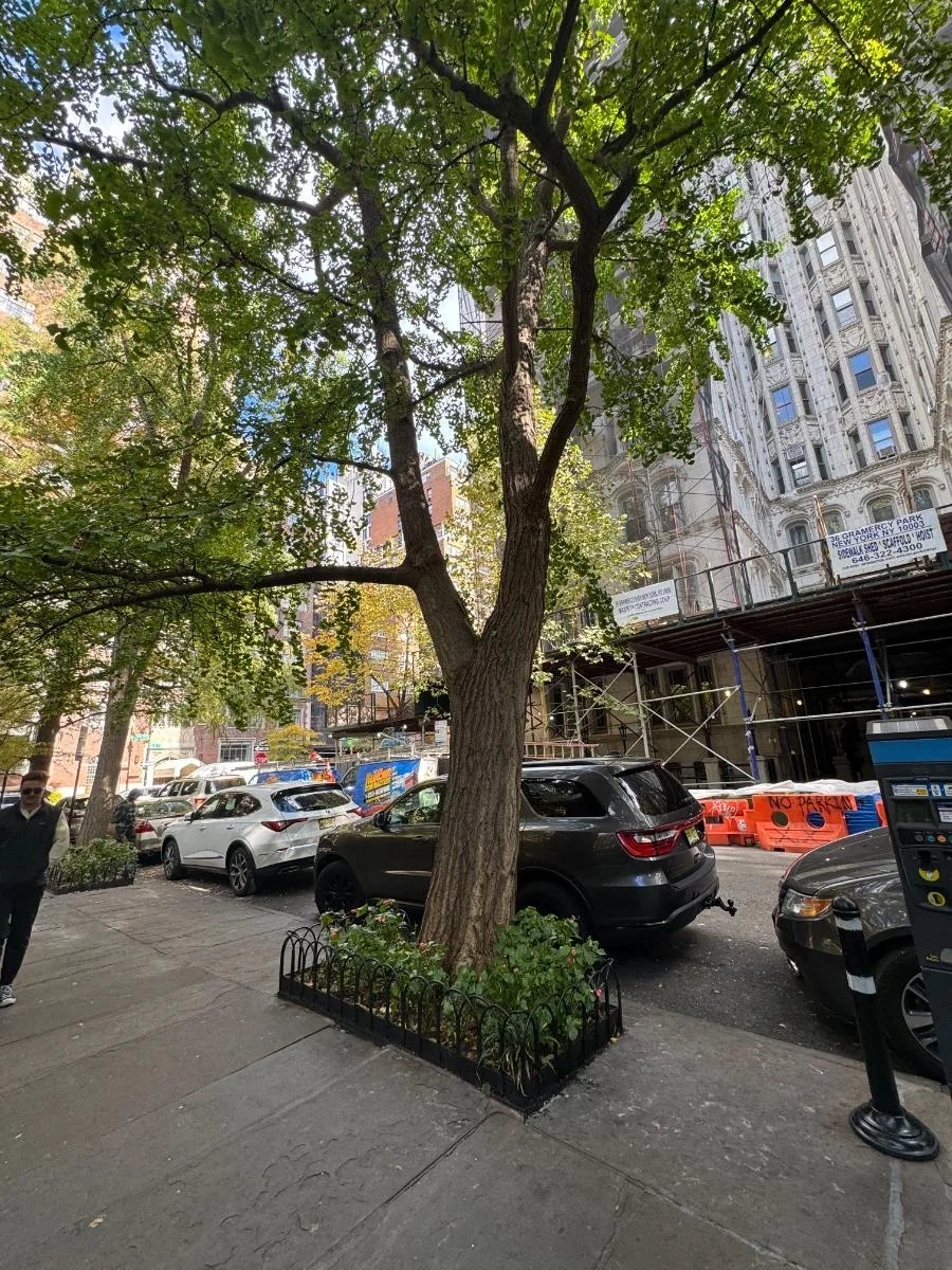 Ginkgo, tree 58, photographed for the Bartlett inventory — view 2.