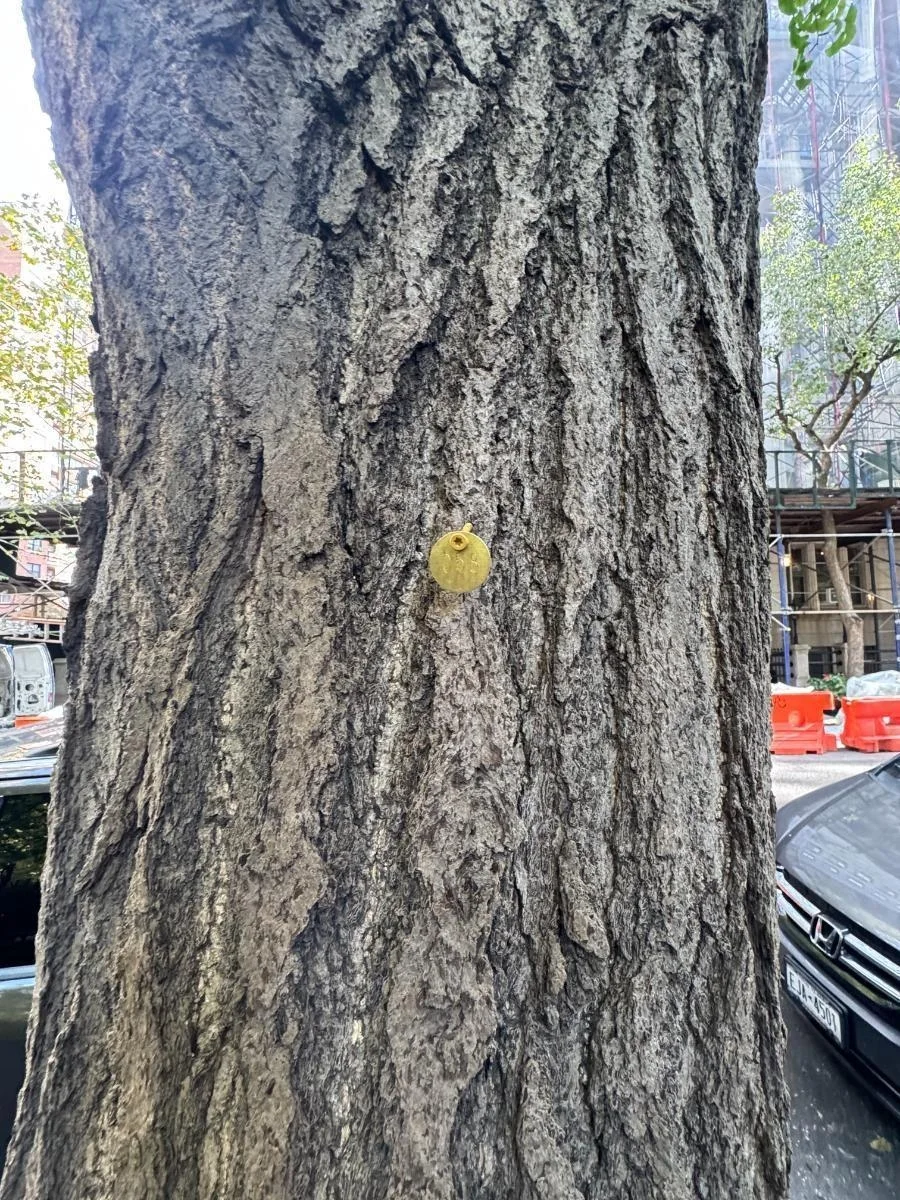 Ginkgo, tree 58, photographed for the Bartlett inventory — view 3.