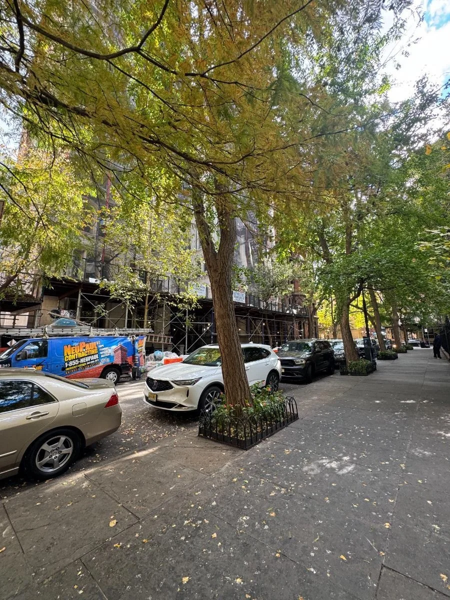 Ginkgo, tree 59, photographed for the Bartlett inventory — view 1.